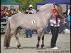 stallion Turbo Romeo N.2573 (Fjord Horse, 2007, from Solli Gråen N.2569)