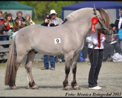 stallion Turbo Romeo N.2573 (Fjord Horse, 2007, from Solli Gråen N.2569)