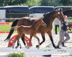 dressage horse Hengstf von Escolar / For Romance I (Westphalian, 2019, from Escolar)