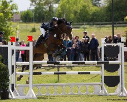 Springpferd Lordissy (Deutsches Sportpferd, 2008, von Lordanos)