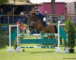 jumper FBW Little Lenny (Württemberger, 2012, from Lavaletto)