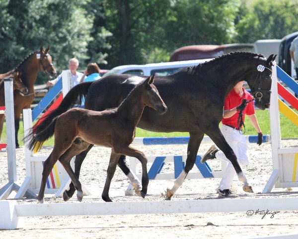 stallion Fiatschko (Westphalian, 2019, from Franziskus FRH)