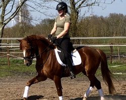 Pferd Dynamic Samba (Deutsches Reitpony, 2016, von Dean)