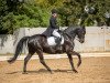 dressage horse Rubinjo 14 (German Sport Horse, 2011, from Rosenprinz)