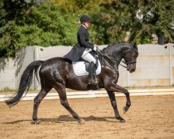 dressage horse Rubinjo 14 (German Sport Horse, 2011, from Rosenprinz)