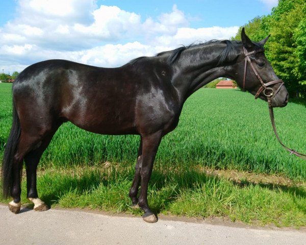 Pferd Elvis (Oldenburger, 2015)