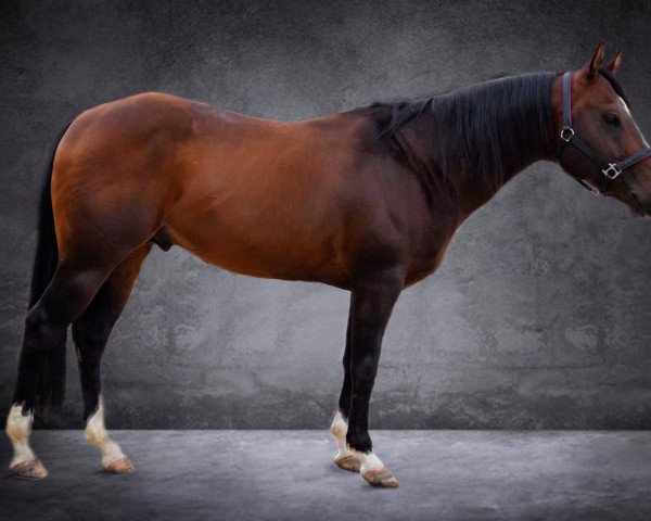 Pferd Enterprise (Quarter Horse, 2011)