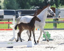 broodmare Charmonie (Westphalian, 2005, from Cornet Obolensky)