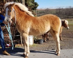 Pferd Love My Sunshine (Haflinger, 2018, von Starkwind)