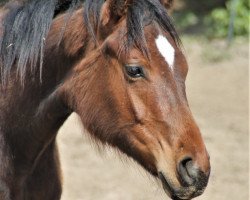 horse Chester (Quarter Horse, 2018)