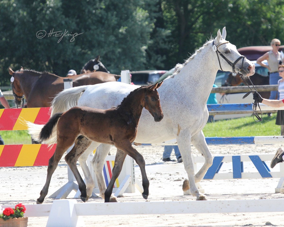 stallion Doppelherz M (Westphalian, 2019, from Diarado)