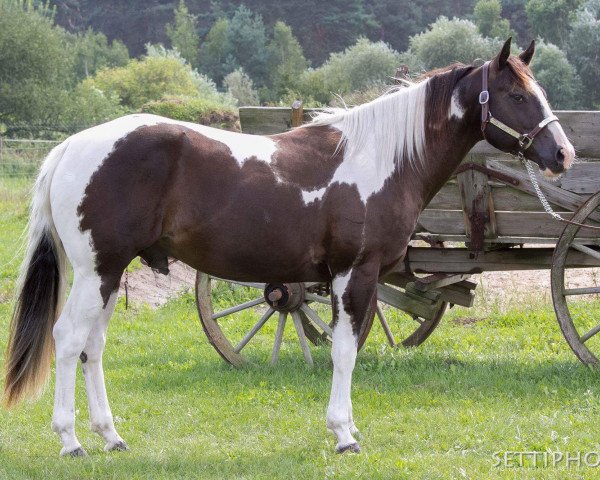 Pferd GMG Magic Promise (Paint Horse, 2010)