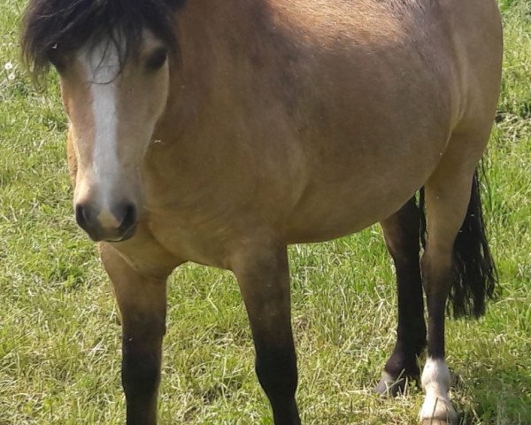 horse Dajas Arthur (Welsh mountain pony (SEK.A), 2013)