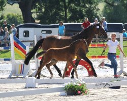 broodmare Amante van Alfen (Westphalian, 2001, from Amantus)