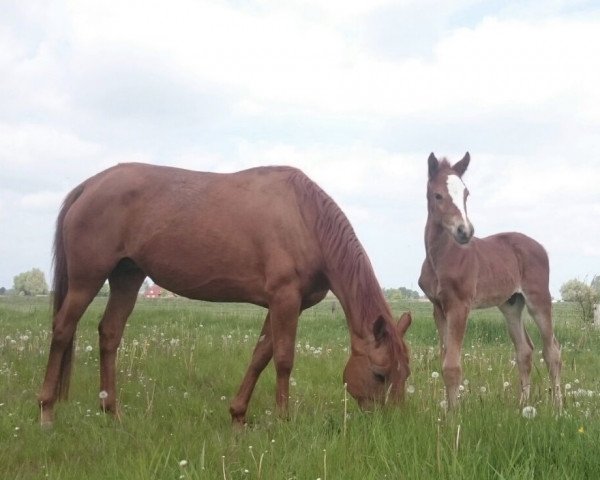 broodmare Samka (Oldenburg, 2007, from Samba Hit III)