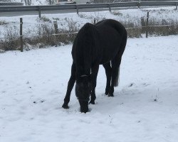 broodmare Atena 9 (Zweibrücken, 1996, from Dressman)