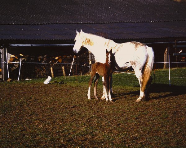 Zuchtstute Ronja 136 (Zweibrücker, 1986)