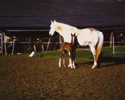 horse Ronja 136 (Zweibrücker, 1986)