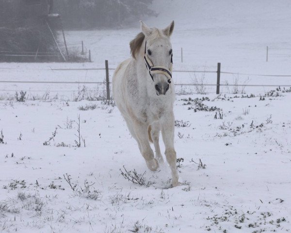 Pferd Lakota Moon (Zweibrücker, 1998, von Lenclos)