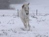 horse Lakota Moon (Zweibrücken, 1998, from Lenclos)