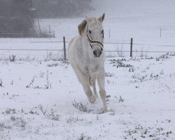 dressage horse Lakota Moon (Zweibrücker, 1998, from Lenclos)