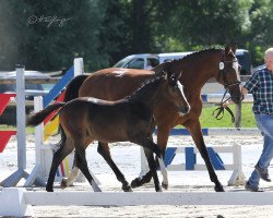 Springpferd Maxima 98 (Schwedisches Warmblut, 2005, von Quasimodo Z)