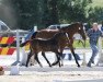 broodmare Dark Donut (Westphalian, 2019, from Dembelé L)