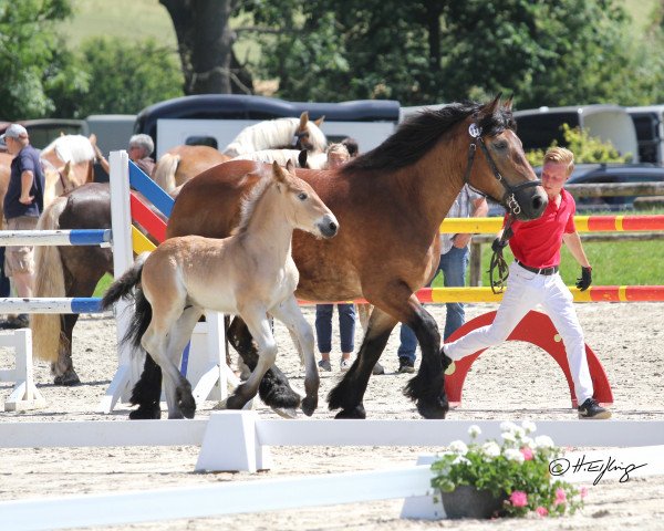 stallion Asbach (Rhenish-German Cold-Blood, 2019, from Adoro)