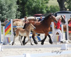 Pferd Nora (Rheinisch-Deutsches Kaltblut, 2019, von Nils)