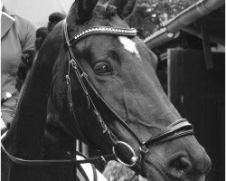 dressage horse Serafina 52 (Hanoverian, 2007, from Stolzenberg)