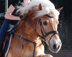 Pferd Miro CH (Haflinger, 1998, von Meran)