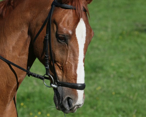 horse Faro 50 (Zweibrücken, 1986, from Fernal)