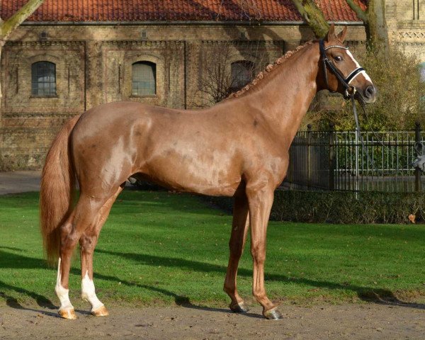 stallion First Deal (Oldenburg, 2016, from Fuechtels Floriscount OLD)