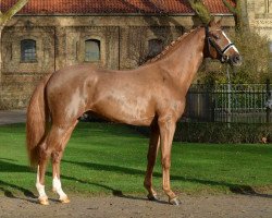 stallion First Deal (Oldenburg, 2016, from Fuechtels Floriscount OLD)