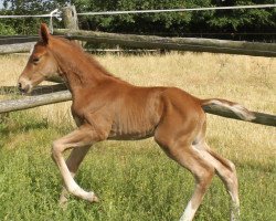 broodmare Samira (Hanoverian, 2015, from Scolari)