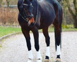 dressage horse Next Blueberry (Hanoverian, 2013, from Negro)