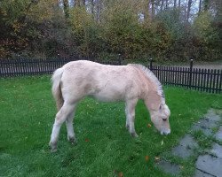 Pferd Stærmoses Suhur (Fjordpferd, 2021, von Oliver Vårby)