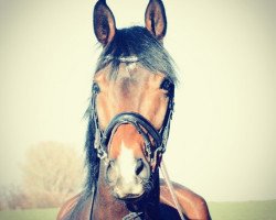 dressage horse Benjamin Button K (Oldenburg, 2012, from Belissimo NRW)