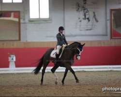 dressage horse Caribo le Beau (Hanoverian, 2001, from Carismo II 123 FIN)