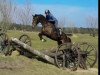 jumper Hokuspokus 23 (Hanoverian, 2014, from Herbstkönig 2)