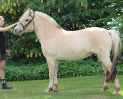 broodmare Højgaards Odessa (Fjord Horse, 2014, from Trollfin)