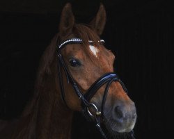 broodmare Nofretete 14 (German Riding Pony, 2013, from Fs Numero Uno)