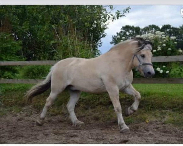 horse Joel Frølunde (Fjord Horse, 2016, from Faust Frølunde)