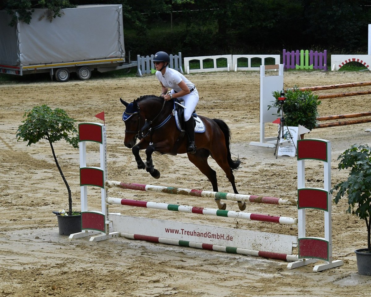 Springpferd Imperio Magic (Anglo Europäisches Sportpferd, 2014, von Cassander C)