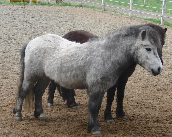 dressage horse Chinchin (Shetland Pony, 2008, from Cooper)