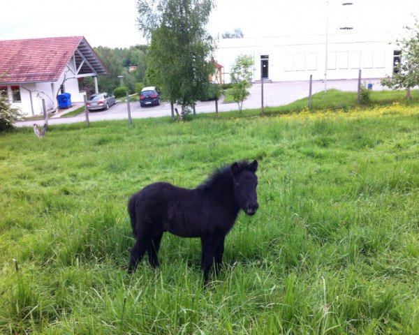 dressage horse Cassito (Shetland Pony, 2013, from Cooper)