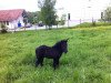 dressage horse Cassito (Shetland Pony, 2013, from Cooper)