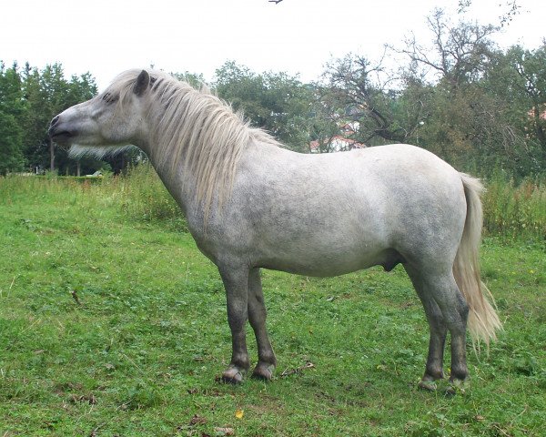 Pferd Caruso (Shetland Pony, 2007, von Catani)