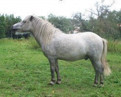 horse Caruso (Shetland Pony, 2007, from Catani)