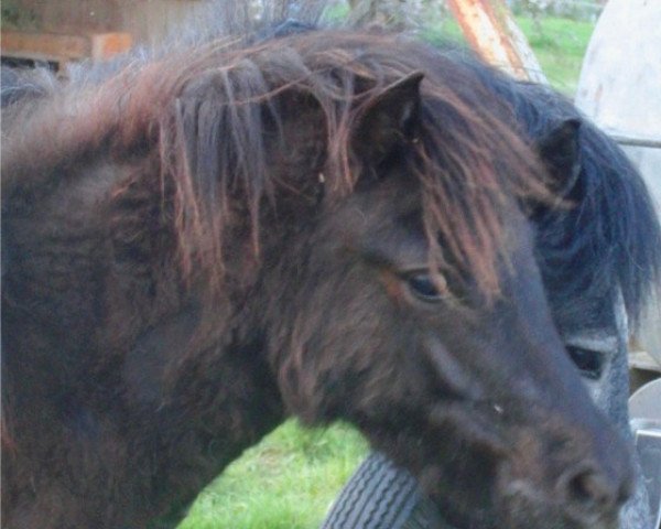 dressage horse Cornetto (Shetland Pony, 2010, from Cooper)